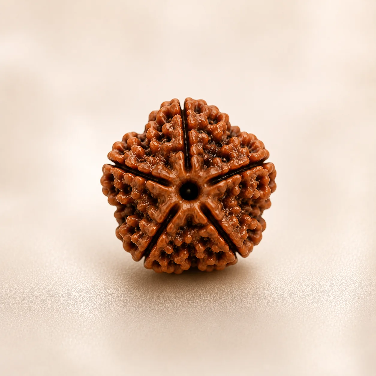 Natural Organic Rudraksha Collection